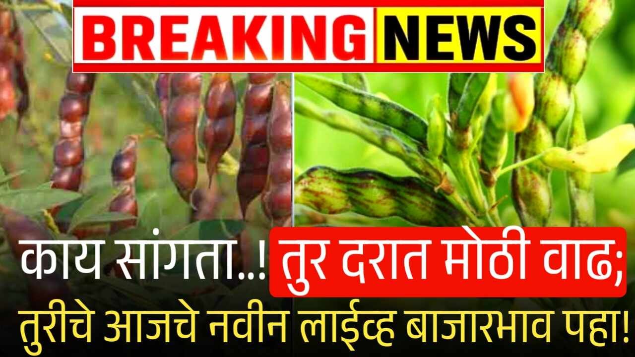 तुर दरात मोठी वाढ; आजचे लाईव्ह बाजारभाव पहा Tur Rate Today